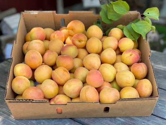Fruitco Apricots Box 5Kilo