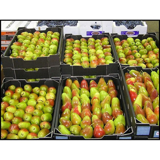 Fruitco Corella Pears Tray 8Kilo