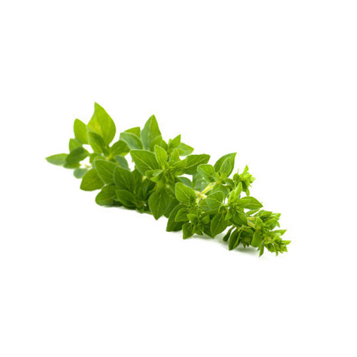 fruitco-fresh-oregano-zouba-1-bunch