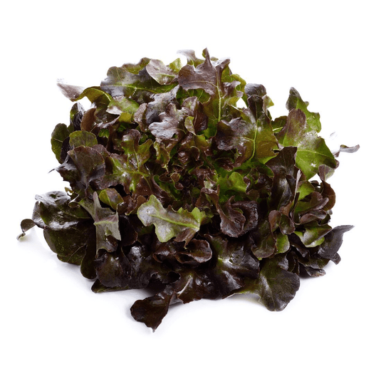 fruitco-oakleaf-lettuce-1-each