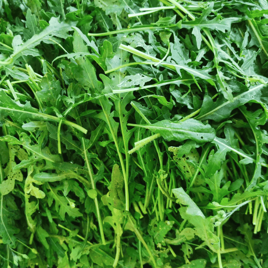 Fruitco Roquette Leaves Box 1.5Kilo