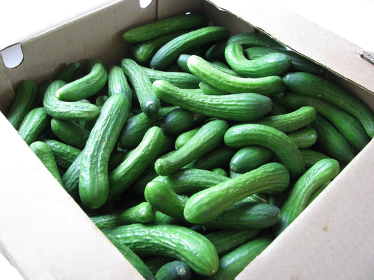 fruitco-lebanese-cucumber-box-odd-pick-10kilo