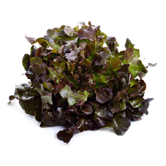 fruitco-oakleaf-lettuce-1-each