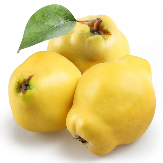 fruitco-quince