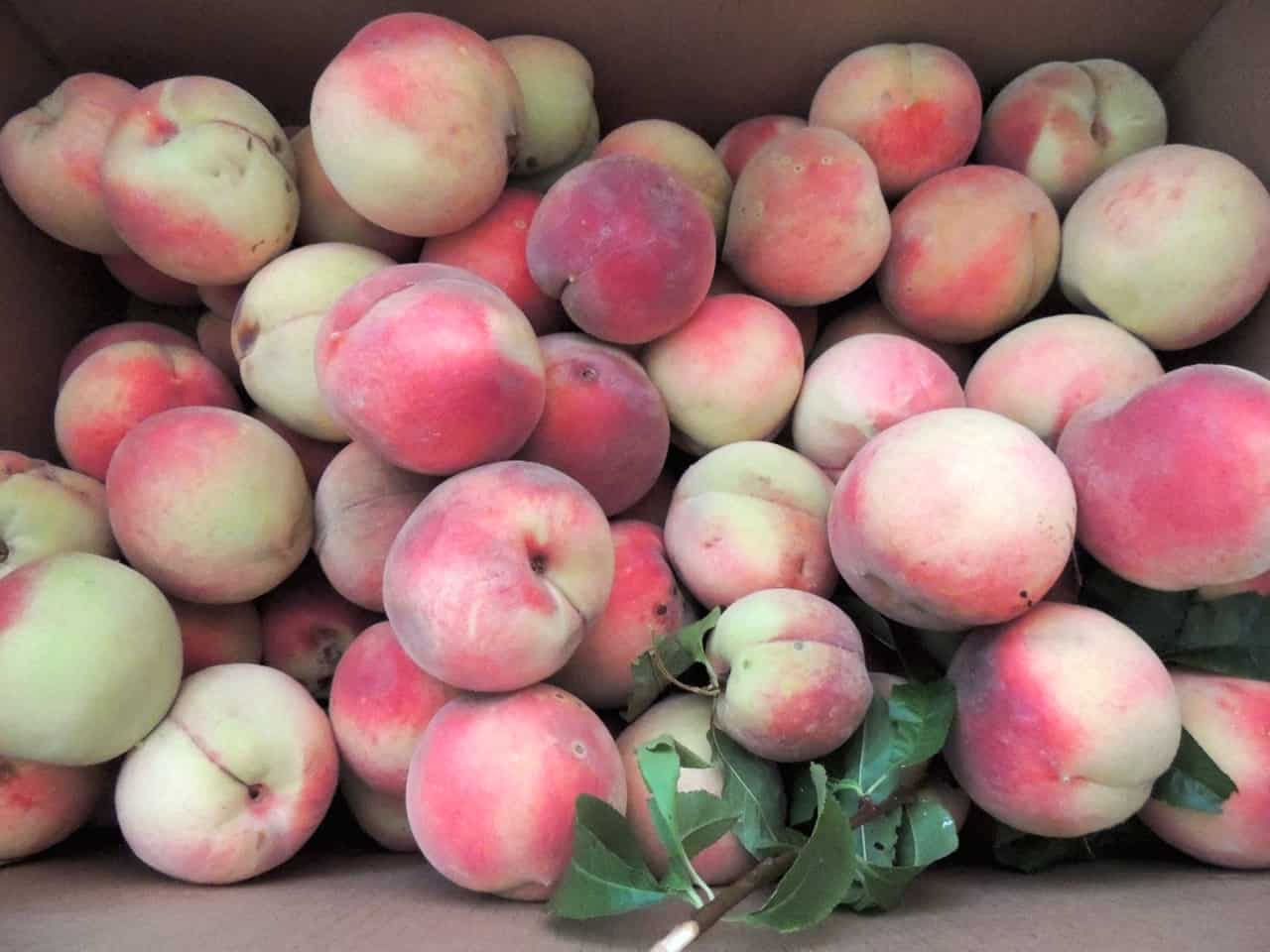 Fruitco White Peaches Odd Pick Box 10Kilo